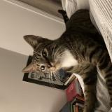 Photo de chat trouvé à Paris