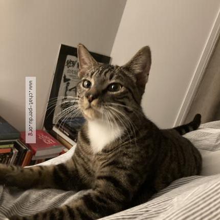 Photo 1/1 Chat trouvé Trouvé à Paris