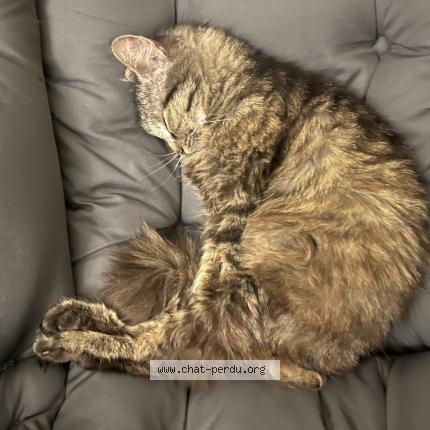 Photo 1/2 Chat retrouvé Perdu à Bruxelles