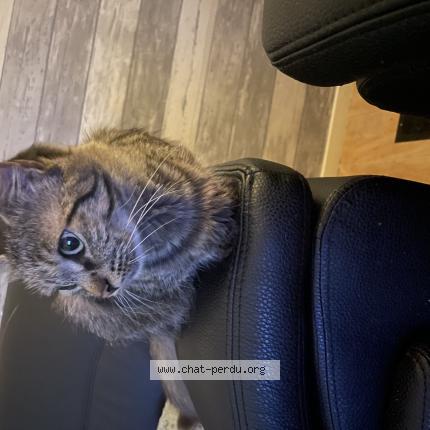 Photo 2/2 Chat retrouvé Perdu à Bruxelles