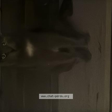 Photo 1/1 Chat trouvé Trouvé à Grabels