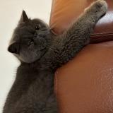 Photo de chat perdu à Erquinghem Lys