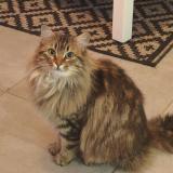 Photo de chat perdu à Saint Nazaire