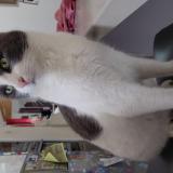 Photo de chat perdu à Simiane Collongue