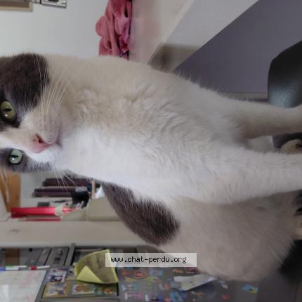 Photo 1/1 Napol&eacute;on Chat perdu à Simiane collongue