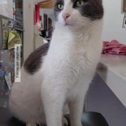 Photo 1/3 Napoléon Chat perdu à Simiane collongue