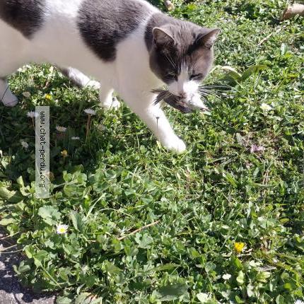 Photo 2/3 Napoléon Chat perdu à Simiane collongue