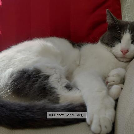 Photo 3/3 Napoléon Chat perdu à Simiane collongue