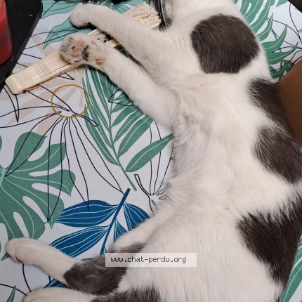 Photo 4/4 Napoléon Chat perdu à Simiane Collongue