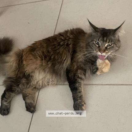 Photo 1/1 Haiku Chat perdu à Caen