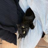 Photo de chat perdu à Castanet Tolosan