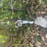 Photo de chat perdu à Charron