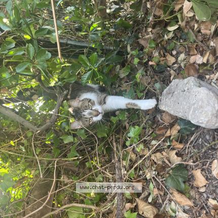 Photo 1/1 Curly Chat perdu à Charron