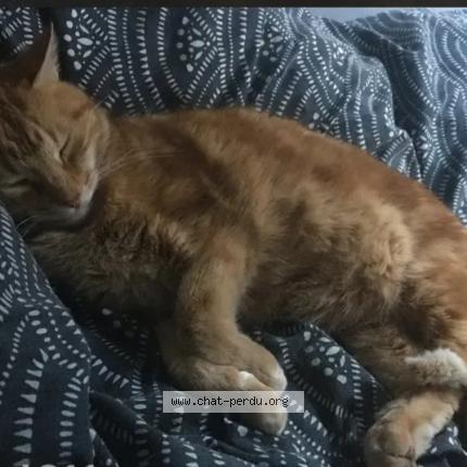 Photo 1/3 C&acirc;lin Chat perdu à Orsay