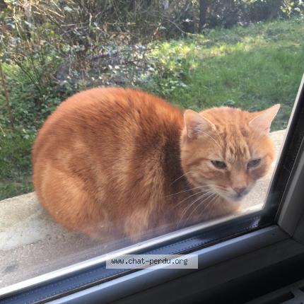 Photo 2/3 C&acirc;lin Chat perdu à Orsay