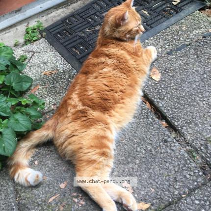Photo 3/3 C&acirc;lin Chat perdu à Orsay