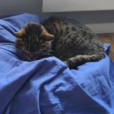 Photo de chat perdu à Mons En Baroeul