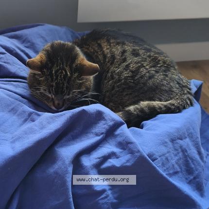 Photo 1/1 Ulysse Chat perdu à Mons en baroeul