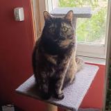 Photo de chat perdu à Seguret