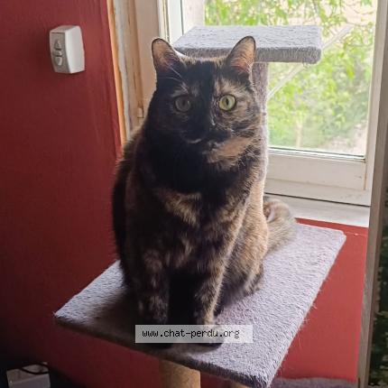 Photo 1/1 Noisette Chat perdu à Seguret