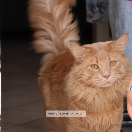 Photo 1/1 Unyx Chat perdu à Domont