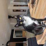 Photo de chat perdu à Saint Alban