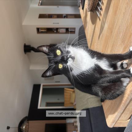 Photo 1/1 Yuki Chat perdu à Saint alban