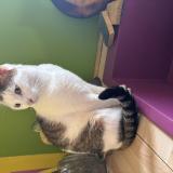 Photo de chat perdu à Grenoble