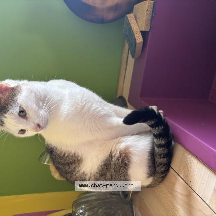 Photo 1/1 BINGO Chat perdu à Grenoble