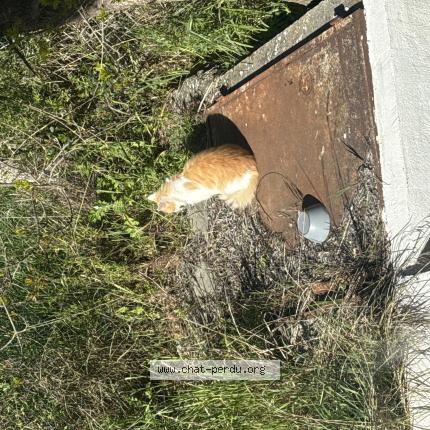 Photo 1/1 Chat trouvé Trouvé à Luynes