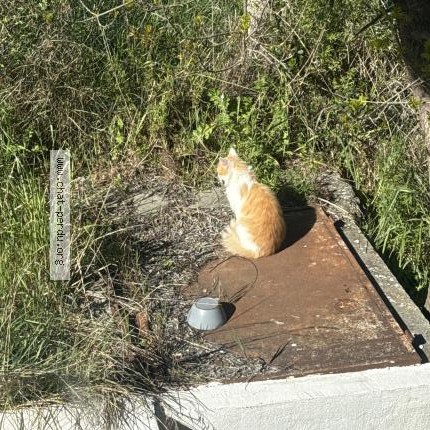 Photo 1/1 Chat trouvé Trouvé à Luynes