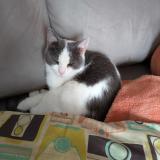 Photo de chat perdu à Beauzelle