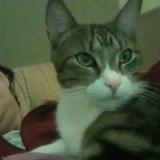 Photo de chat perdu à Troyes