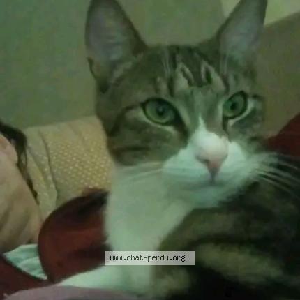 Photo 1/1 Tigrou Chat perdu à Troyes