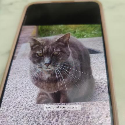 Photo 1/1 Chat trouvé Trouvé à Anderlecht