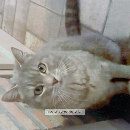 Photo 1/1 Artémis Chat perdu à Laon