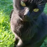 Photo de chat perdu à Noiseau