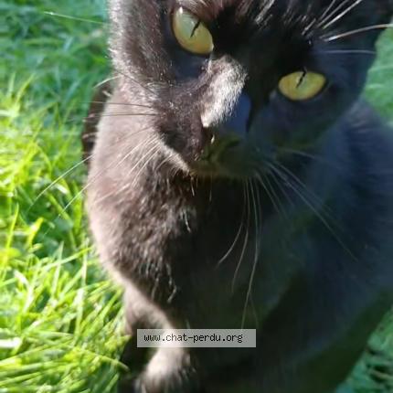 Photo 1/1 Louna Chat perdu à Noiseau