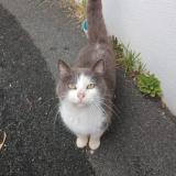 Photo de chat trouvé à Tarnos 40220