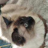 Photo de chat perdu à Rueil Malmaison