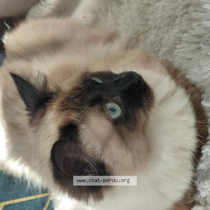 Photo 1/1 Blanca Chat perdu à Rueil malmaison