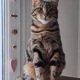 Photo de chat perdu à Couthenans