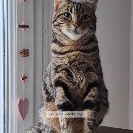 Photo 1/1 Syra Chat perdu à Couthenans