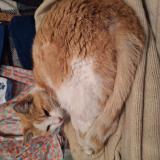 Photo de chat trouvé à Lannemezan