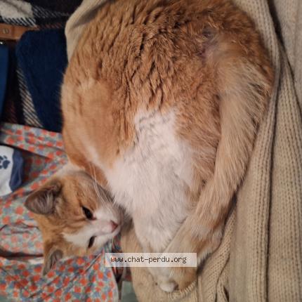 Photo 1/1 Chat trouvé Trouvé à Lannemezan