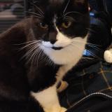 Photo de chat perdu à Saint Jean De Boiseau