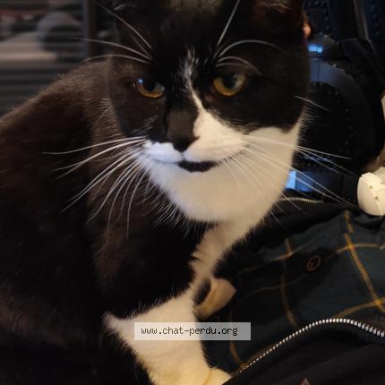 Photo 1/1 Nami Chat perdu à Saint jean de boiseau