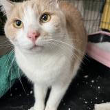 Photo de chat trouvé à Romainville