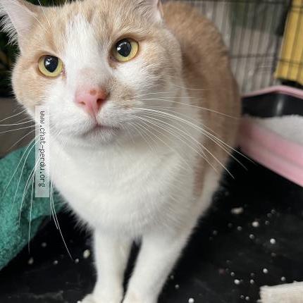 Photo 1/1 Chat trouvé Trouvé à Romainville