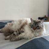 Photo de chat perdu à Saint Didier